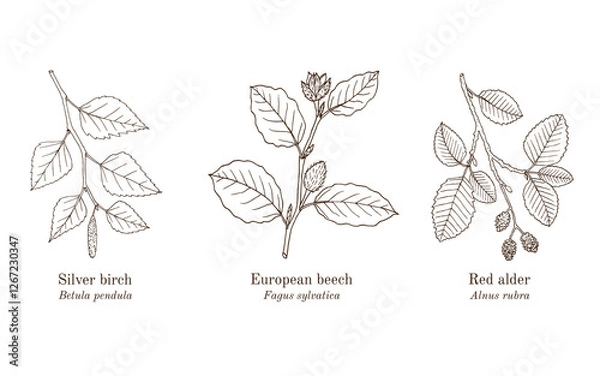 Obraz Collection of edible and medicinal plants. Hand drawn botanical vector illustration