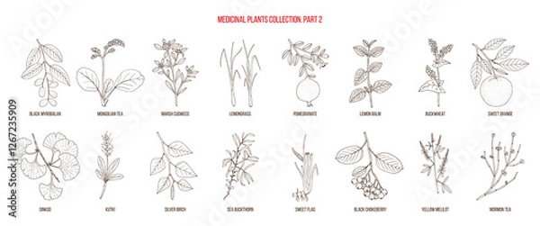 Obraz Collection of medicinal plants, part 2. Hand drawn botanical vector illustration