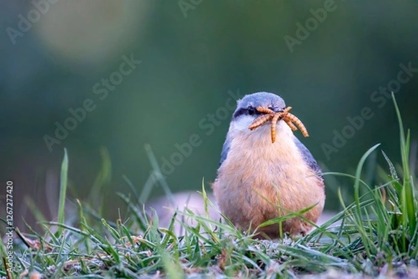 Fototapeta Eurasian nuthatch with mealworms in its beak.