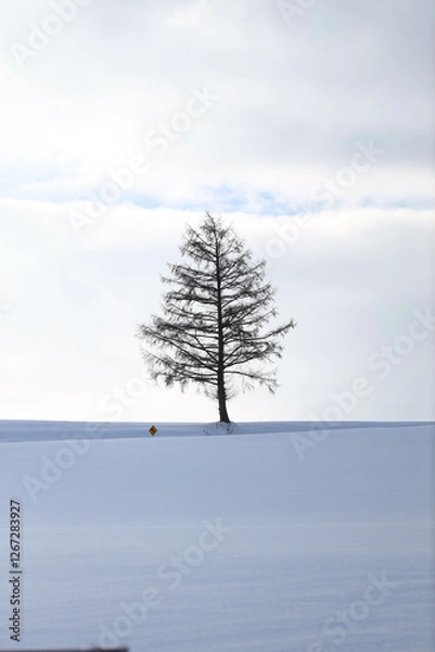 Fototapeta pine tree in snow