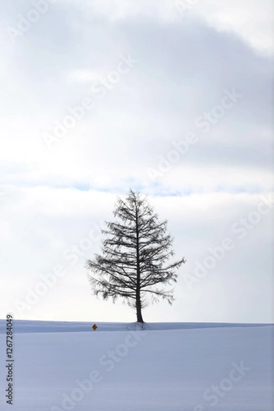 Fototapeta pine tree in snow