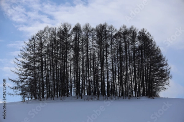 Obraz pine tree in snow