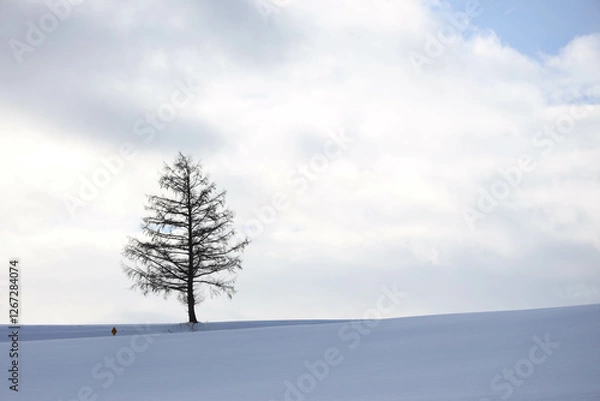 Fototapeta pine tree in snow