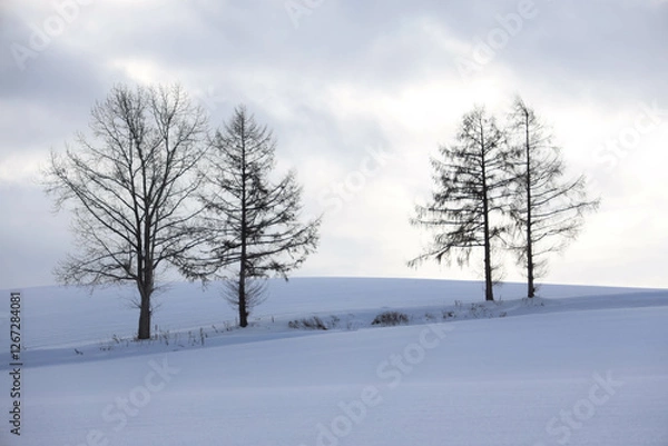 Fototapeta pine tree in snow