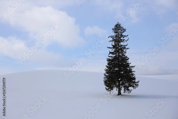 Fototapeta pine tree in snow
