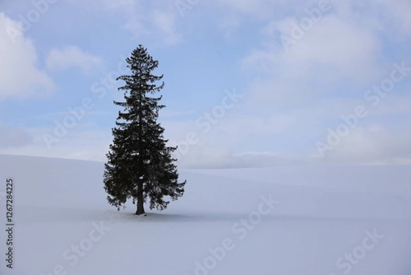 Fototapeta pine tree in snow
