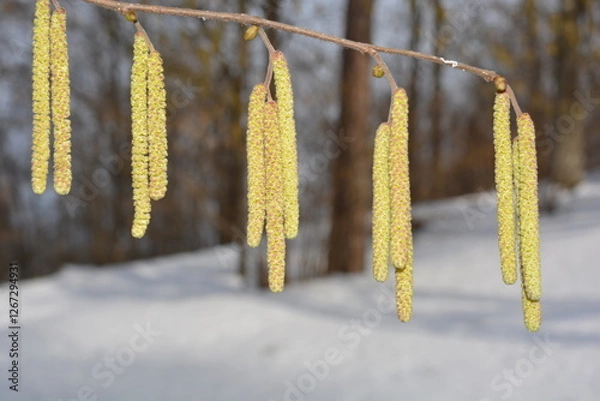 Fototapeta Flowers of the common hazel on a branch against the background of a winter forest in the snow