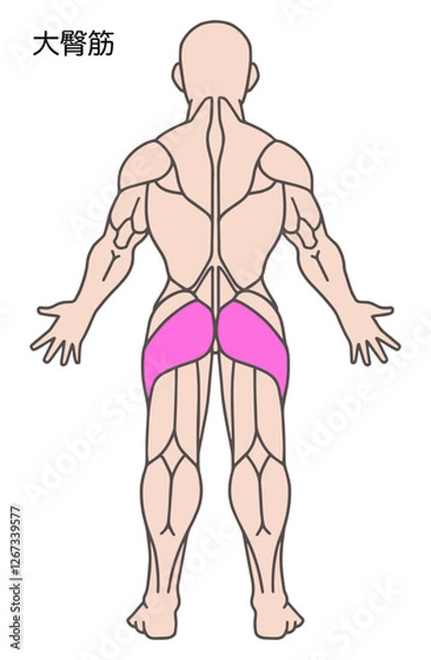 Fototapeta 大臀筋、人体の筋肉図
