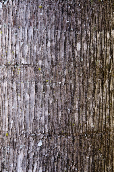 Obraz Coconut tree bark