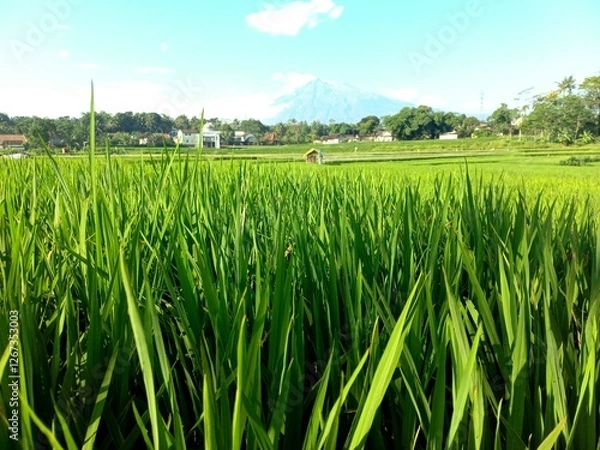 Obraz green rice field