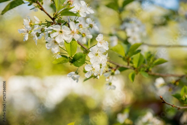 Fototapeta Branches of blossoming cherry macro with soft focus on gentle light blue sky background in sunlight with copy space. Beautiful floral image of spring nature panoramic view.