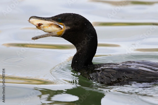 Fototapeta Cormorant with beak open and filled with fish caught on sunlit pond in close up action behavior portrait