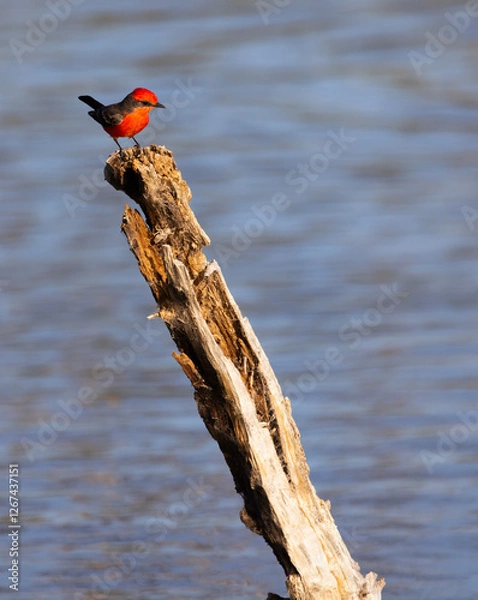 Fototapeta Vertical photo of vermillion flycatcher with tail up in cute and perky pose on broken tree trunk at El Rio Preserve in Arizona, United States