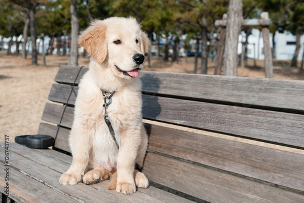 Fototapeta ゴールデンレトリバー 子犬-2
