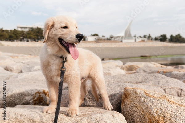 Obraz ゴールデンレトリバー 子犬-1