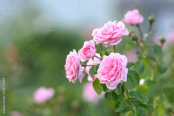 Obraz 中之島バラ園