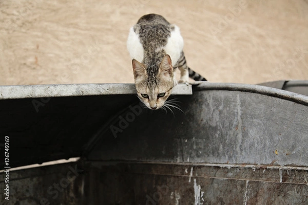 Obraz Street cat sitting on a bin