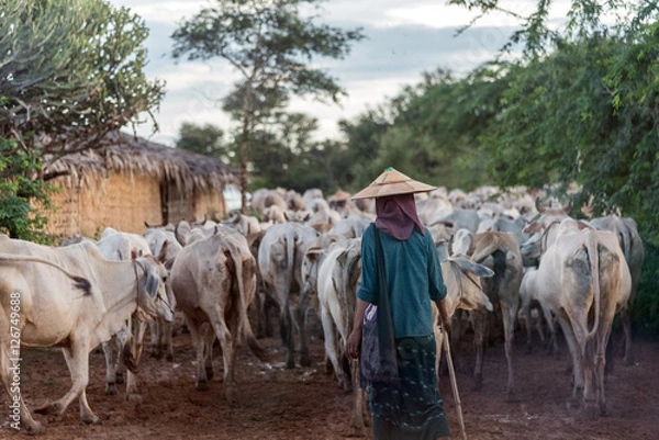 Obraz Local farmer and a large herd of cattles and cows on a dirt road in Bagan, Myanmar