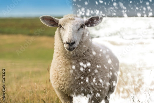 Obraz Schaf im Winter