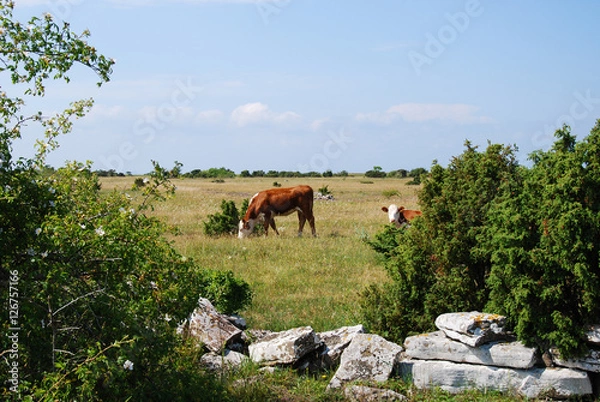 Obraz Calm scenery with grazing cattle
