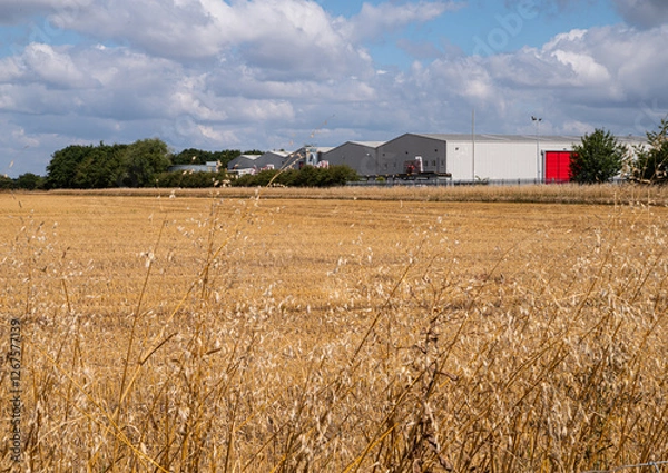 Fototapeta Barley harvest between the runways at Wellesbourne Airfield with industrial buildings in the background.