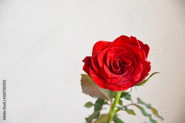 Fototapeta 赤い薔薇