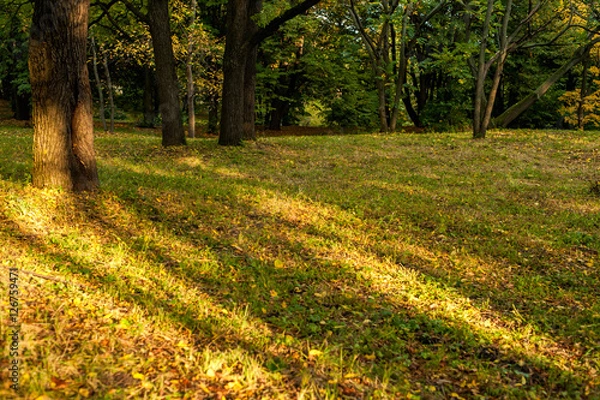 Obraz Autumn forest background