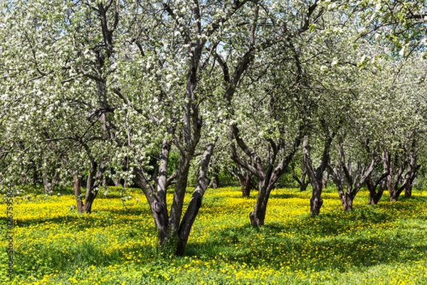 Fototapeta An old blooming apple orchard with meadows of blooming dandelions in spring