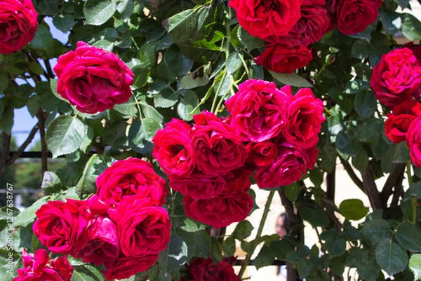 Fototapeta Cluster of red roses in sunlight