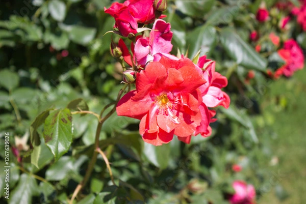Fototapeta Red rose in full bloom with buds