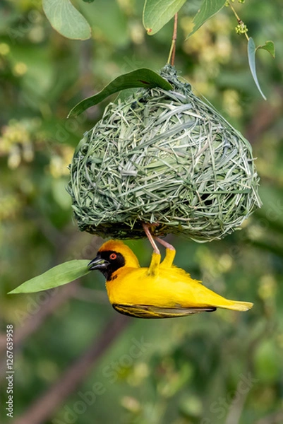 Obraz Lesser masked weaver.