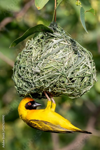 Obraz Lesser masked weaver.