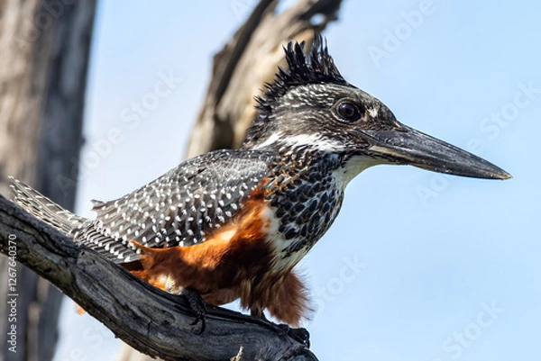 Obraz Giant kingfisher.