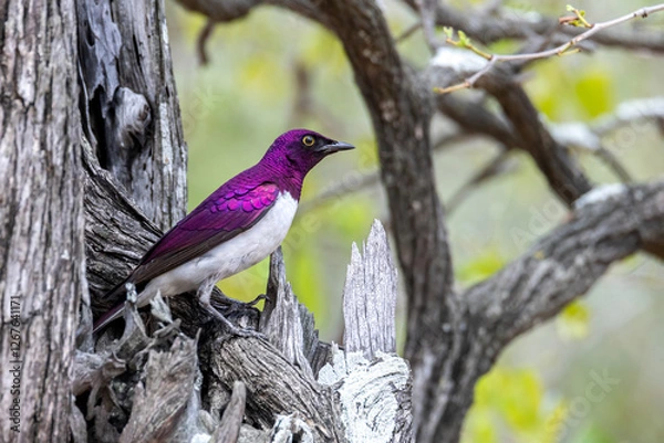 Obraz Violet back starling male.