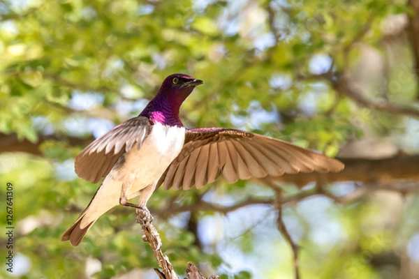 Obraz Violet back starling male.