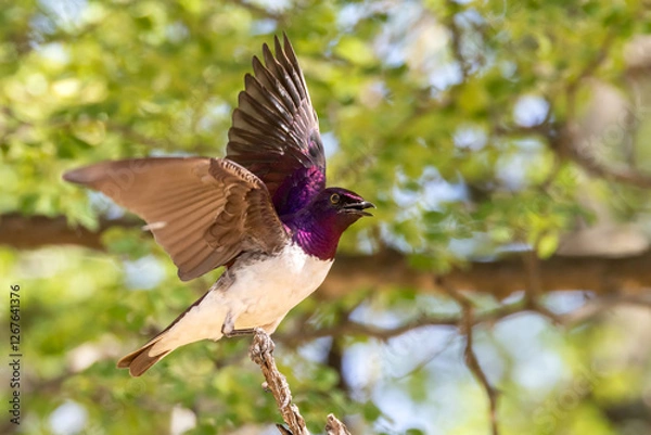 Obraz Violet back starling male.
