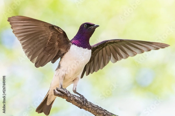 Obraz Violet back starling male.