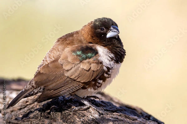 Obraz Bronze manikin.