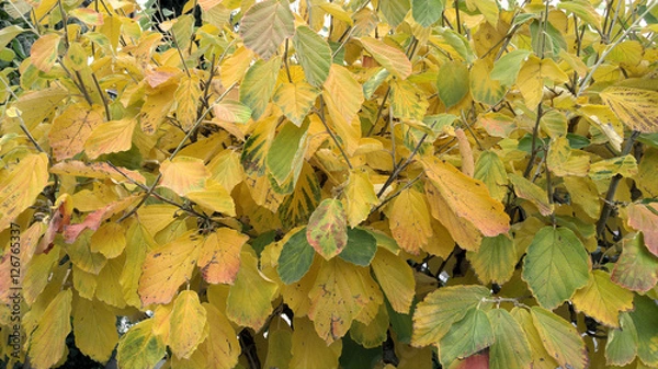 Obraz Herbstblätter einer Zaubernuss (Hamamelis)