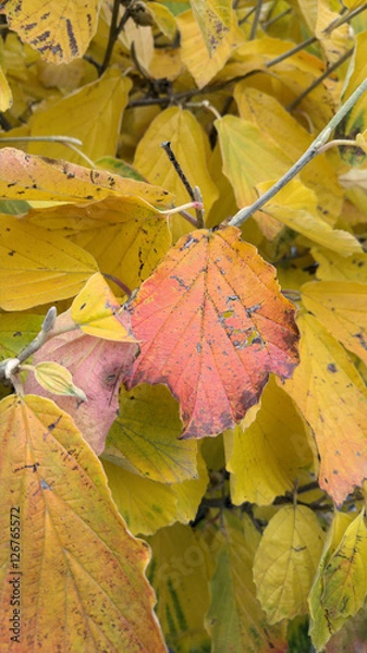 Obraz Herbstblätter einer Zaubernuss (Hamamelis)