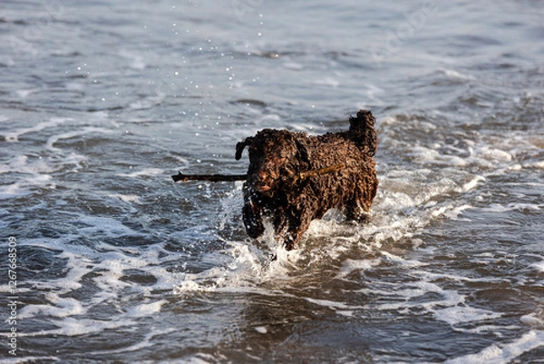 Fototapeta Happy brown dog running through the waves on the beach carrying a stick