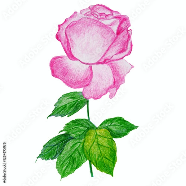 Fototapeta Pink rose flower on a stem with leaves hand drawn with colored pencils isolated on white background. Botanical illustration.