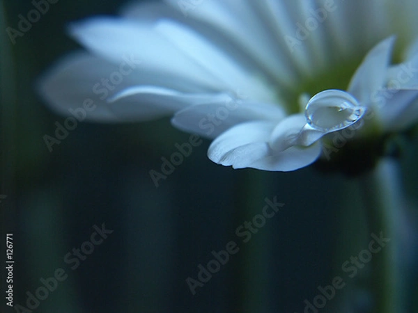 Obraz white flower