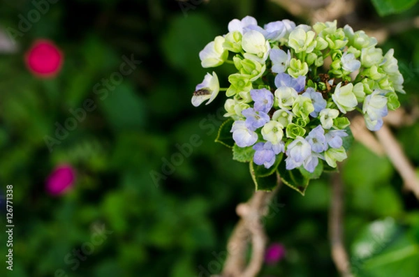 Obraz Colorful garden