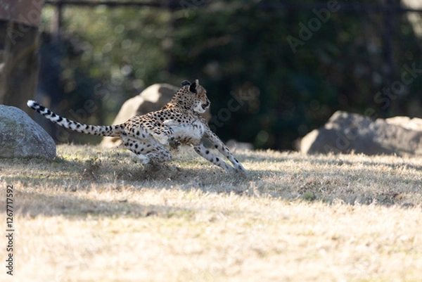 Obraz チーターラン