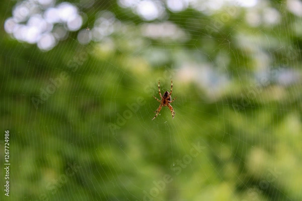 Fototapeta Ragno nella tela con sfondo verde Araneide Araneus Diatematus