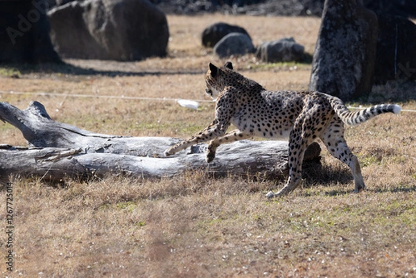 Obraz チーターラン