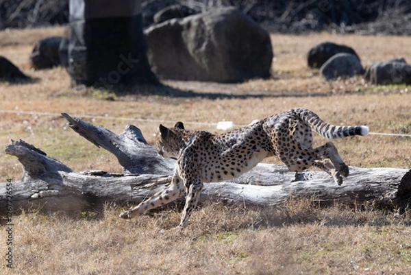 Obraz チーターラン