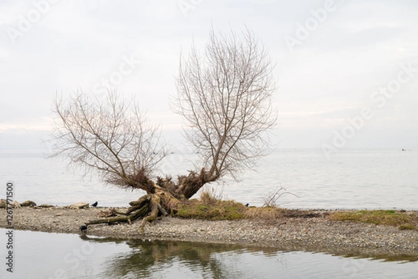Obraz Beautifull scenery of lake Geneva taken in Laussane