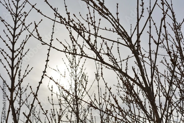 Fototapeta Acacia branches with buds against a background of gray sky. Interweaving of branches. Branches Background